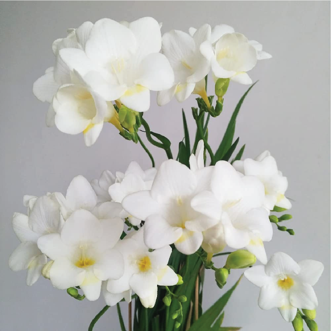 FRESSIA WHITE BULBS <br> أبصال فريسيا البيضاء