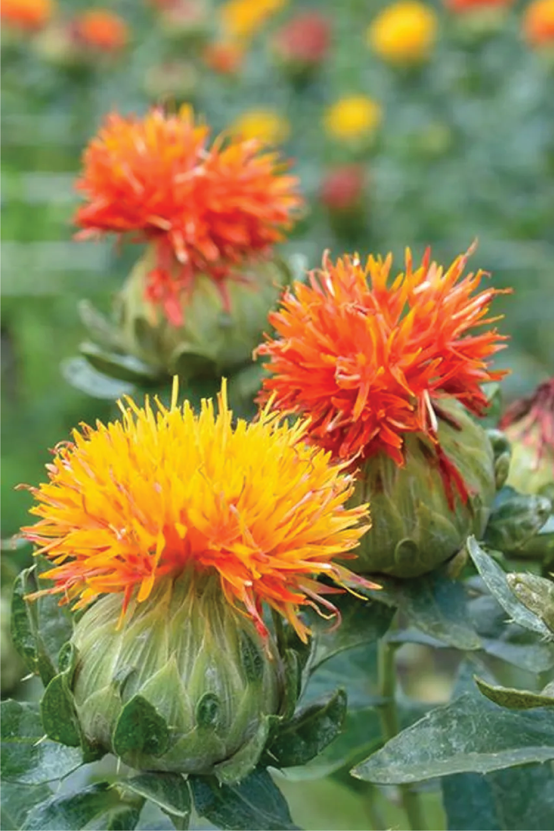 SAFFLOWER SEEDS <br> بذور العصفر