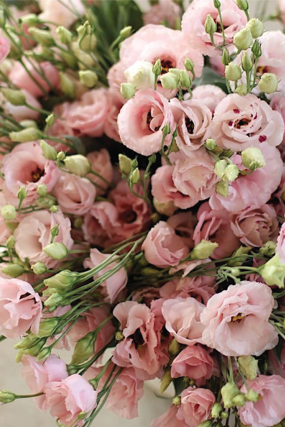 EUSTOMA / LISIANTHUS LIGHT PINK FLOWER SEEDS <br> بذور الأستوما / اليسيانثس وردية فاتحة