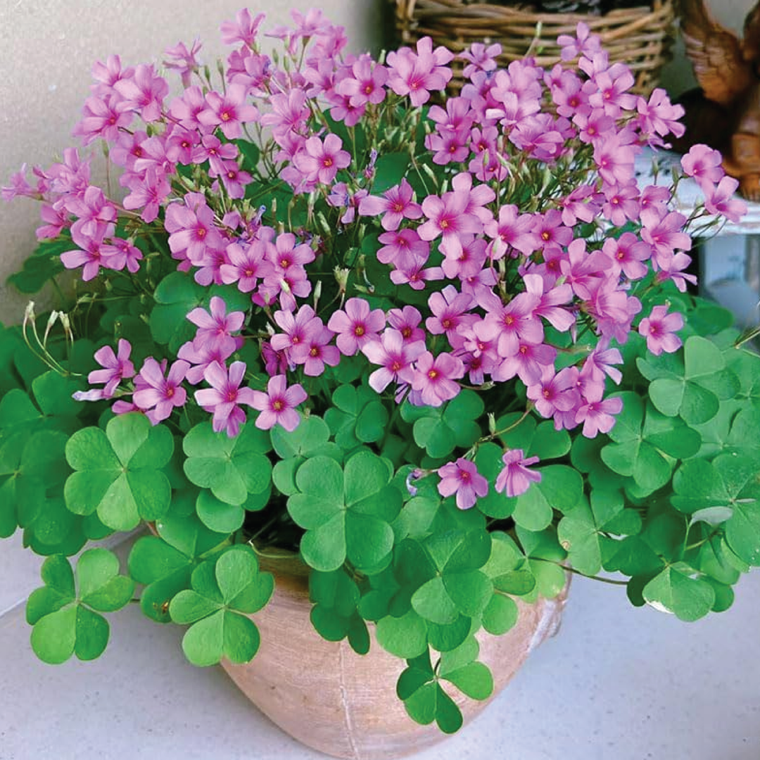 PINK SORREL FLOWER BULBS <br> أبصال زهرة الحميض الوردي