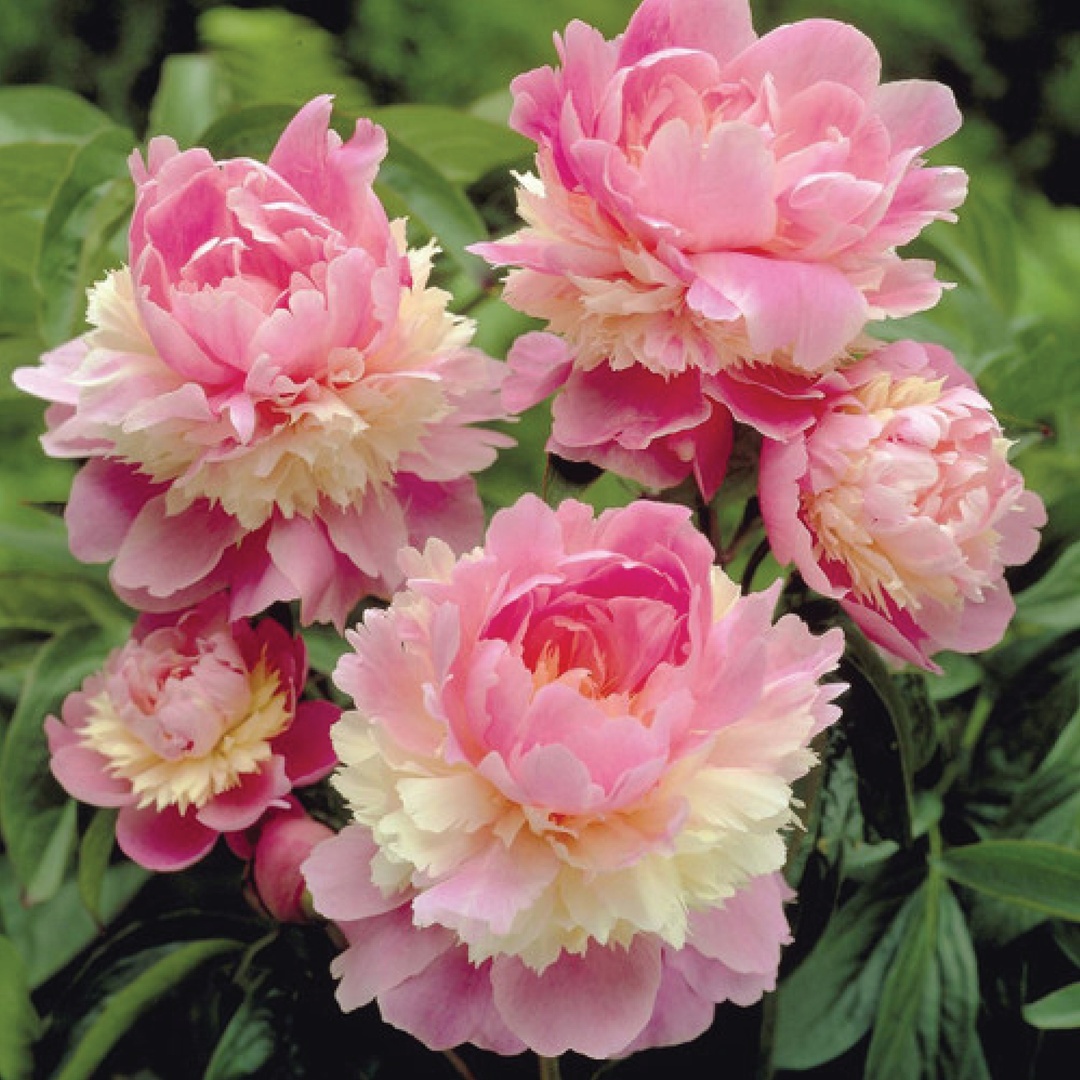 PEONY PINK BULBS <br> أبصال  الفاوانيا الوردية