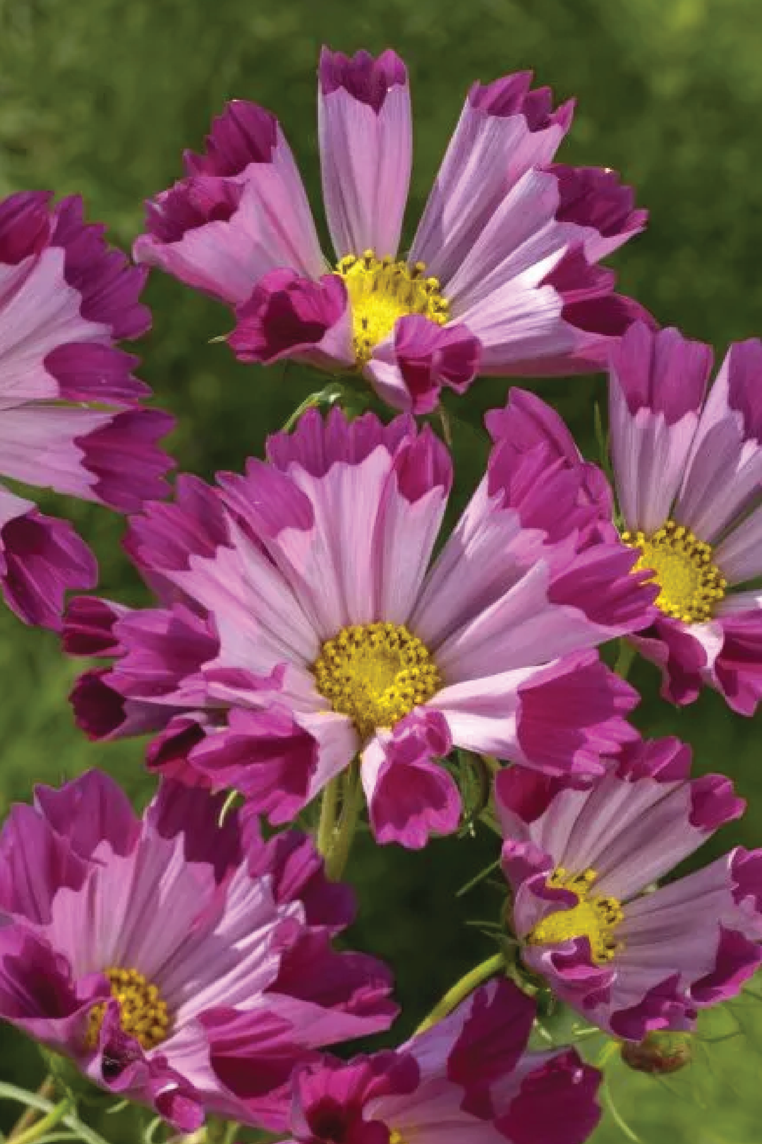COSMOS SEA SHELL FLOWER SEEDLING <br> شتلات زهور الكوزموس سي شل
