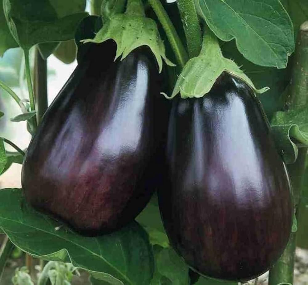 ORGANIC BLACK BEAUTY EGGPLANT SEEDLING <br> شتلات الباذنجان بلاك بيوتي العضوية