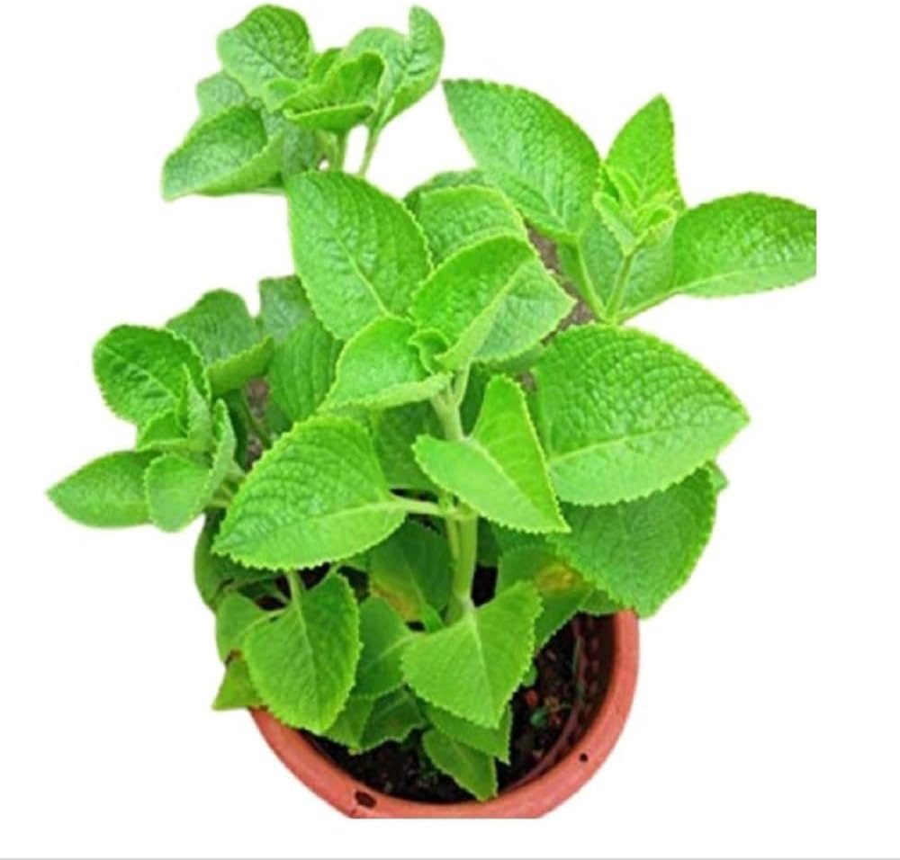 AJWAIN PLANT <br> نبات الأجوان