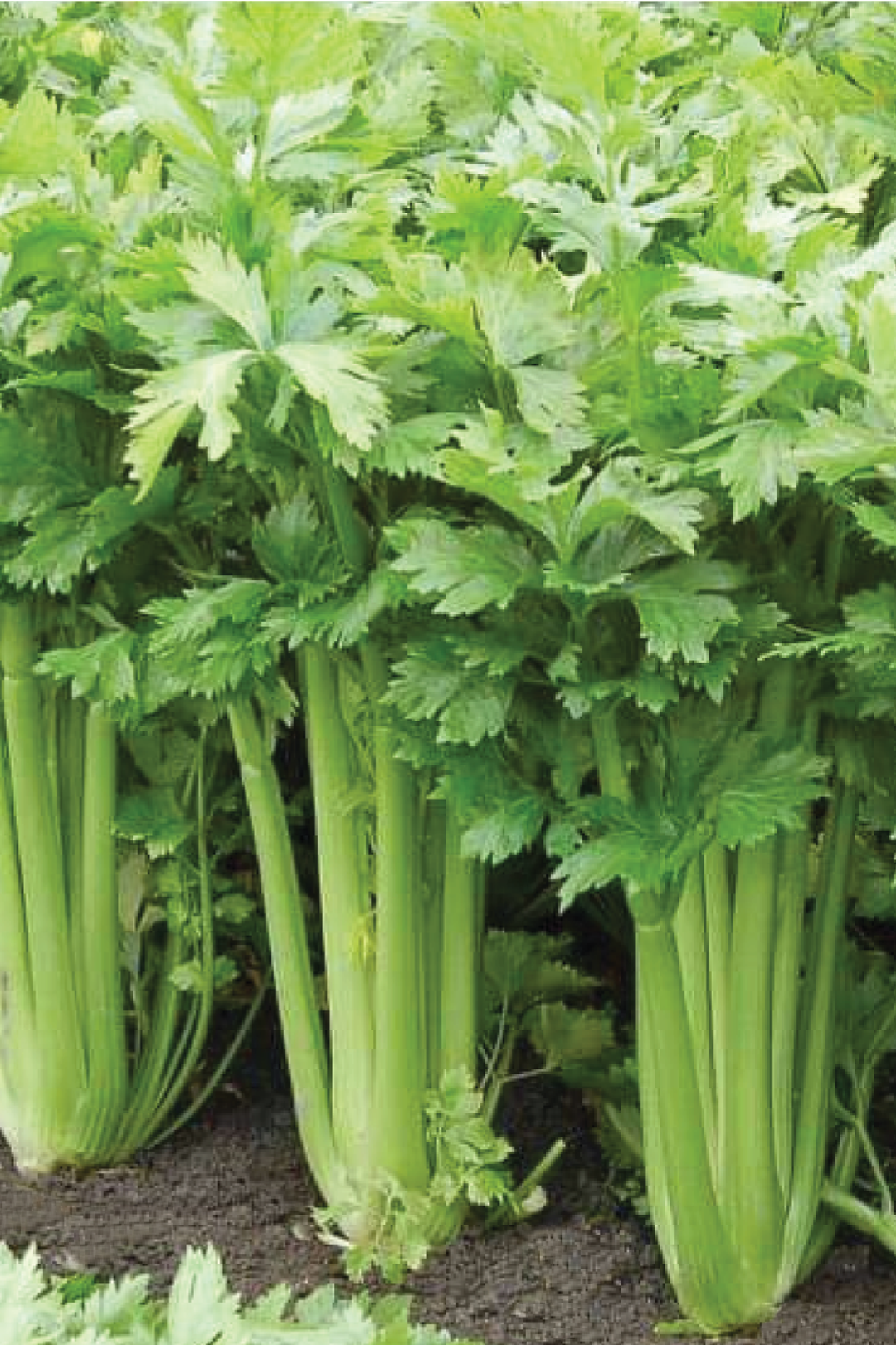 CELERY SEEDS <br>بذور الكرفس