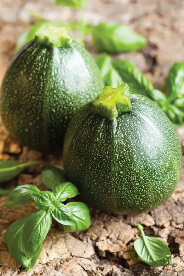ORGANIC ROUND ZUCCHINI SEEDLING <br>شتلات الكوسا العضوية الدائرية الغامقة