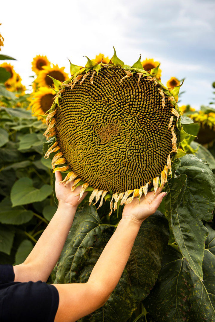 GIANT SUNFLOWER SEEDS<br> بذور دوار الشمس العملاق