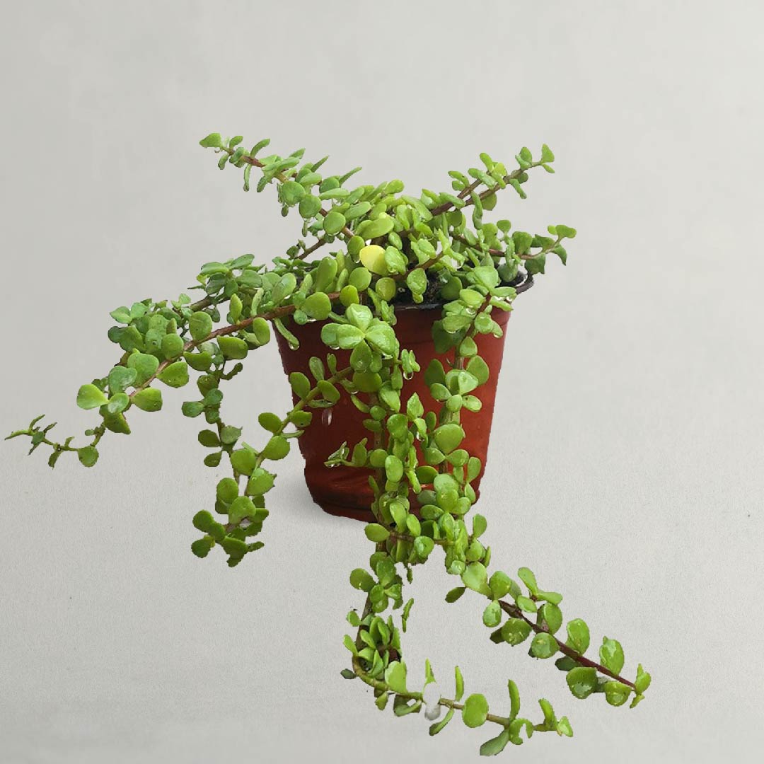 AFRA PLANT - ELEPHANT BUSH