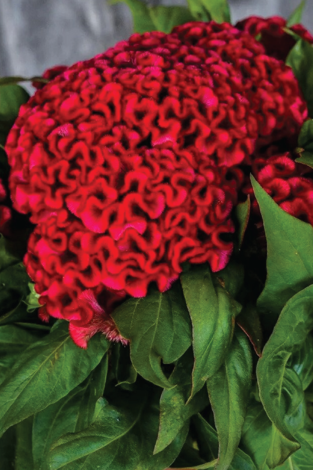 COCKSCOMB ORIENT FLOWER SEEDLING <br> شتلات زهور كوكسكومب اورينت