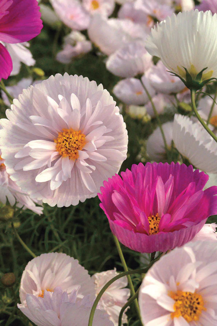 COSMOS CUPCAKE FLOWER SEEDLING <br>شتلات زهور الكوزموس كب كيك
