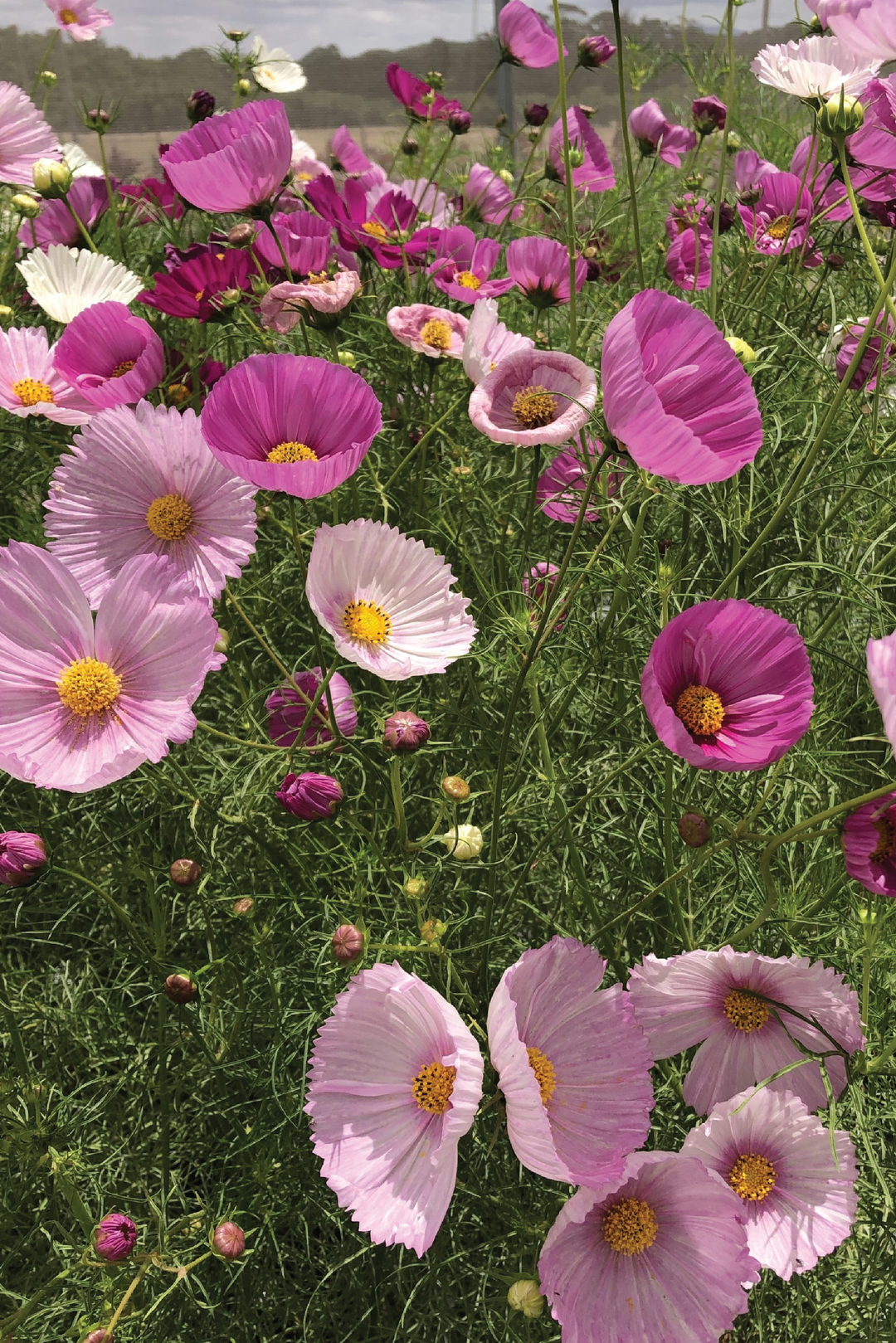 COSMOS CUPCAKE FLOWER SEEDLING <br>شتلات زهور الكوزموس كب كيك
