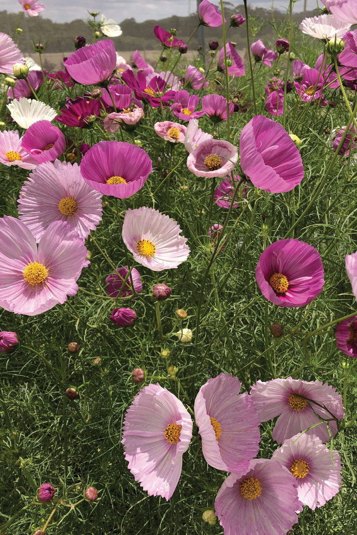 COSMOS CUPCAKE FLOWER SEEDLING <br>شتلات زهور الكوزموس كب كيك