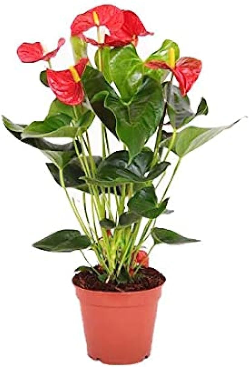 ANTHURIUM PLANT - K1