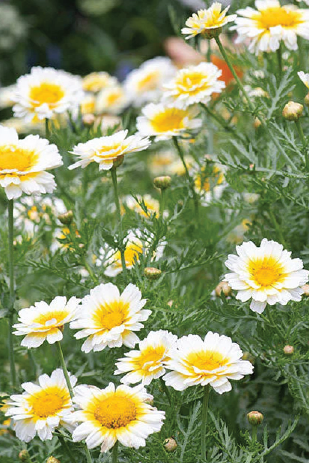 CROWN DAISY SEEDS <br> بذور زهور الأقحوان التاجية