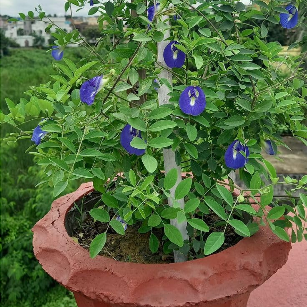 BLUE TEA SEEDS<br> بذور الشاي الأزرق