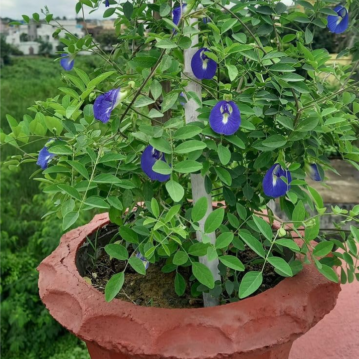 BLUE TEA SEEDS<br> بذور الشاي الأزرق