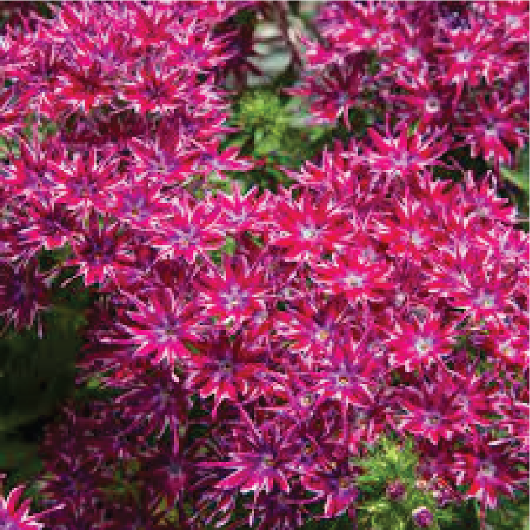 PHLOX STAR LOLY MIXED FLOWER SEEDLING<br>شتلة زهرة فلوكس ستار لولي المختلطة