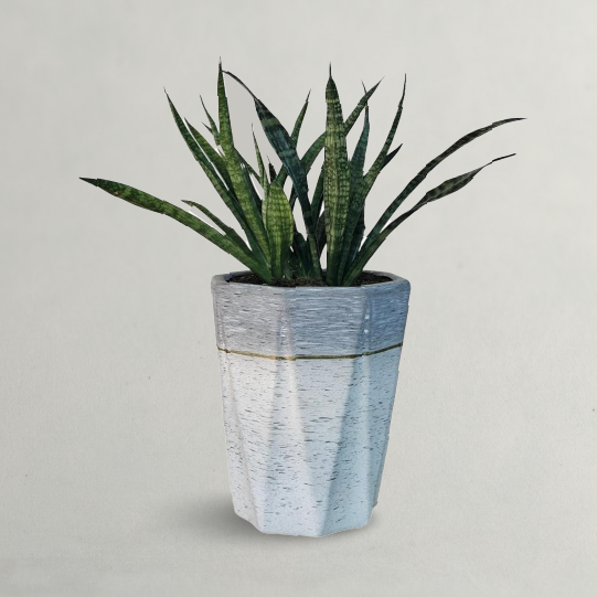 Sansevieria Snake Plant