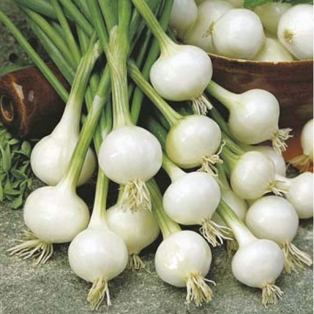 WHITE ONION SEEDS <br> بذور البصل الأبيض