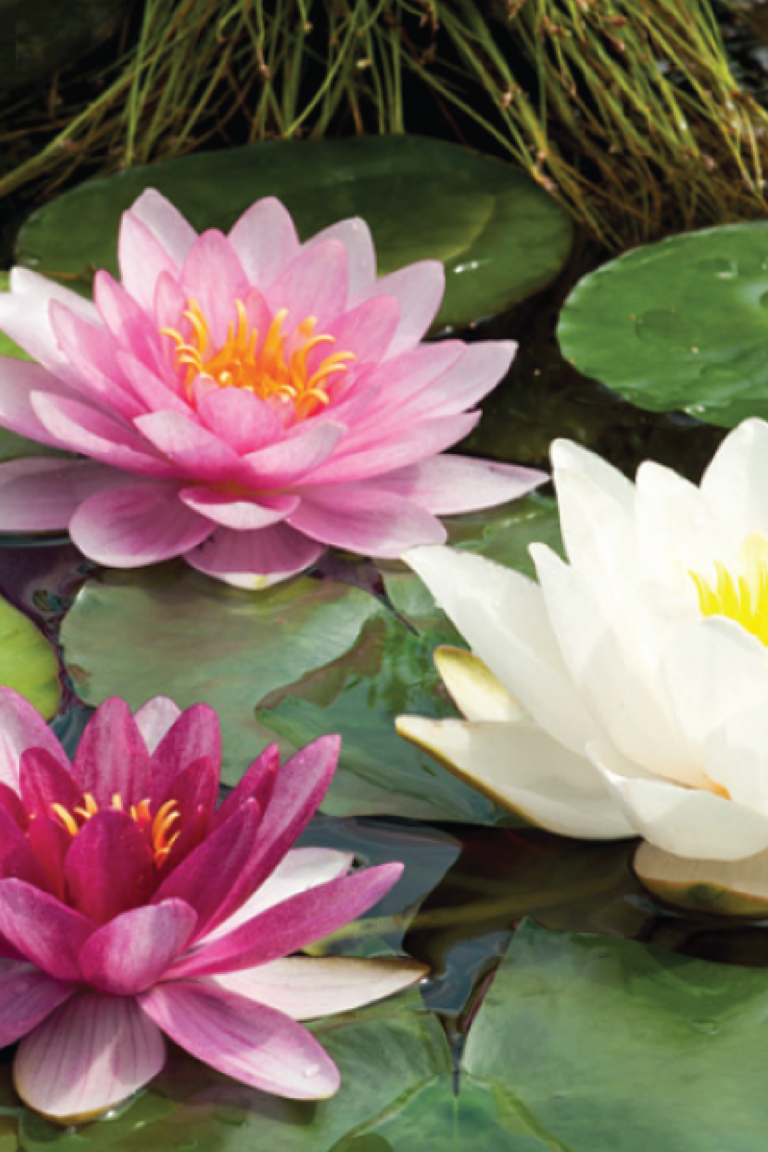 WATER LILIES SEEDS <br> بذور زنبق الماء