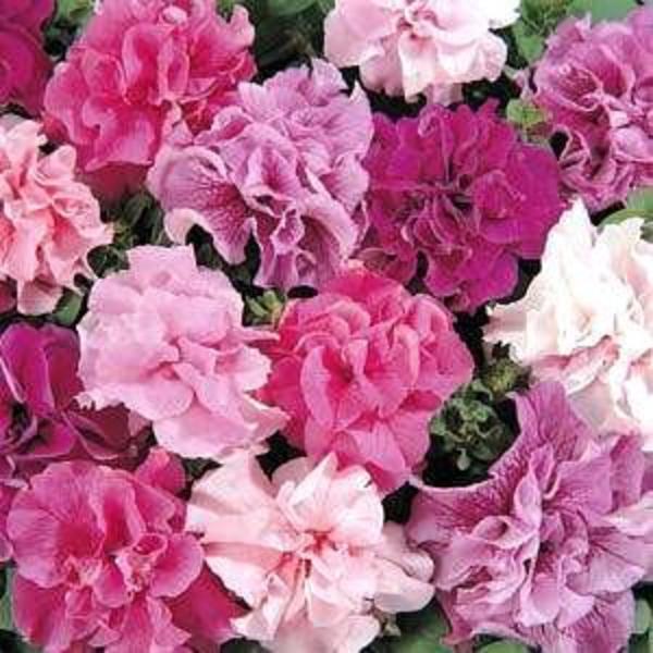 PETUNIA GRATH’S SPECIAL FLOWER SEEDLING <br> شتلات زهور بيتونيا غراثس سبيشال