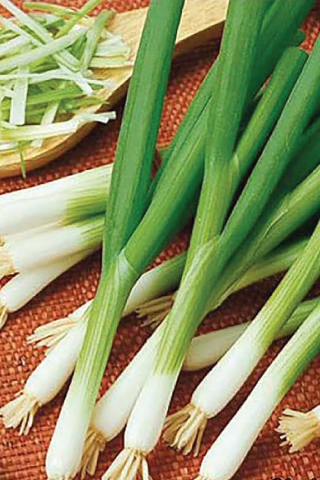 SCALLION SEEDS <br> بذور البصل الأخضر