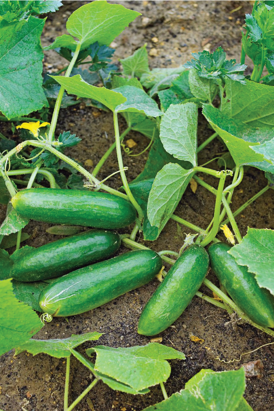 CUCUMBER SEEDS <br> بذور الخيار