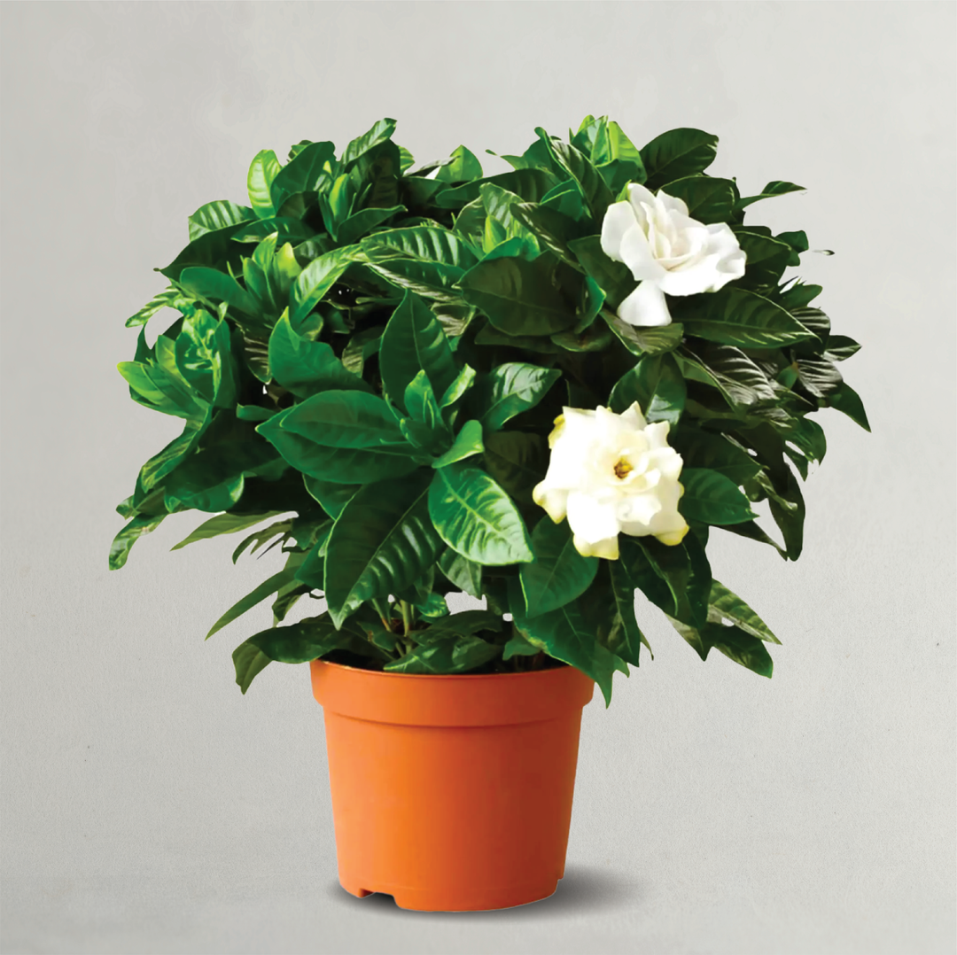 GARDENIA PLANT
