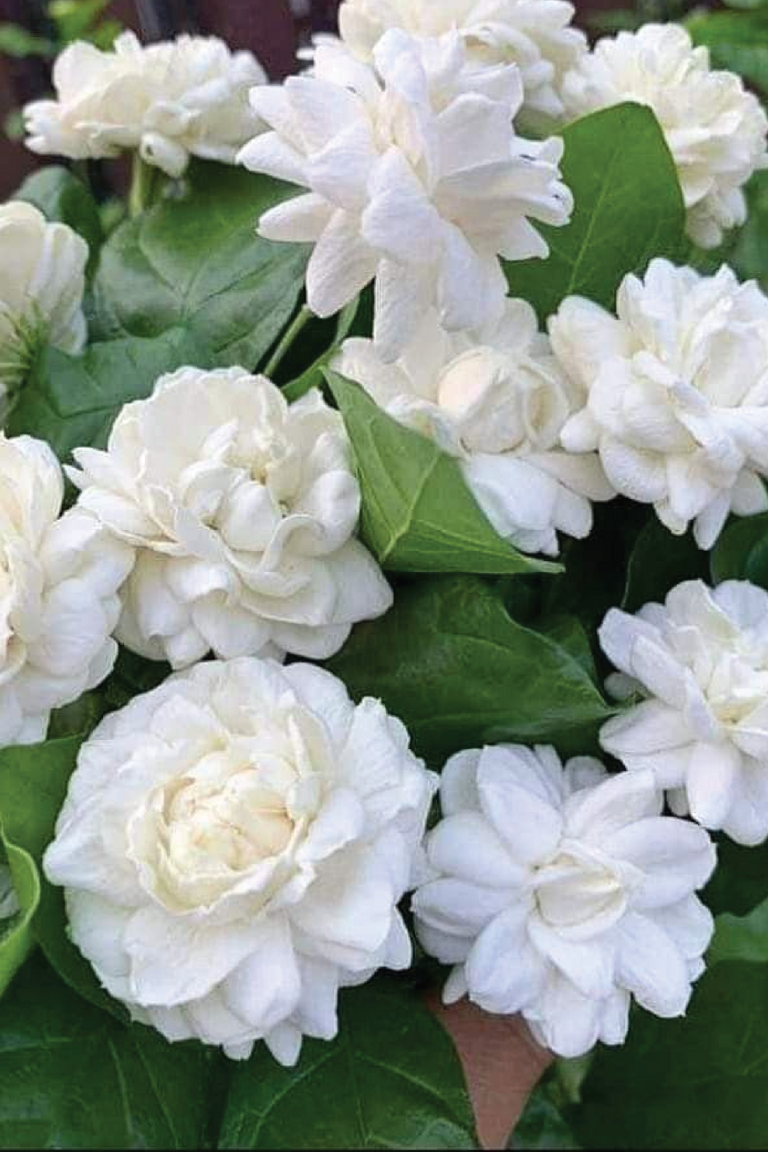 DUKE OF TUSCANY JASMINE SEEDS <br>بذور ياسمين دوق توسكانا