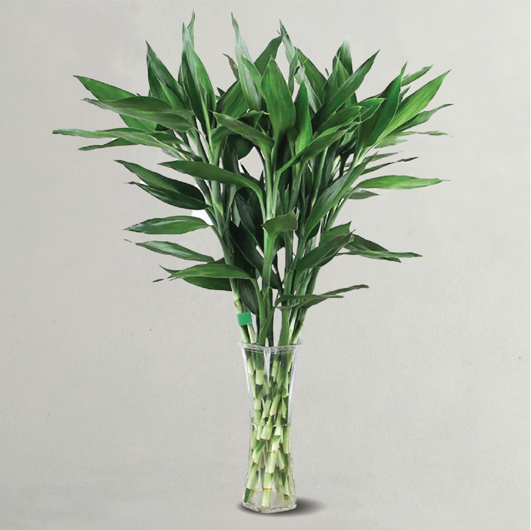 DRACAENA SANDERIANA STICK
