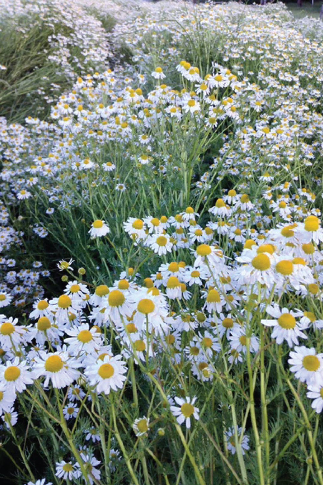 ORGANIC GERMAN CHAMOMILE SEEDLING <br>شتلات البابونج الألماني العضوية