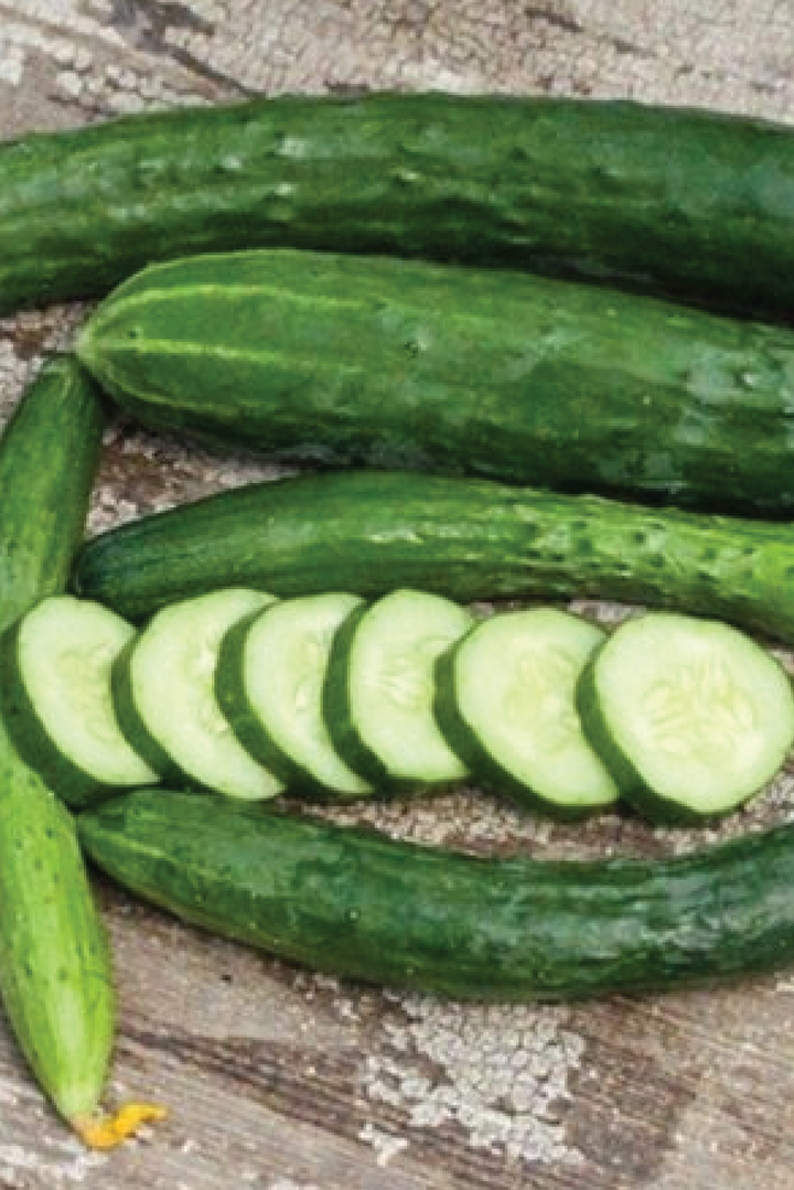 ORGANIC AONAGA JIBAI CUCUMBER SEEDLING <br>شتلات الخيار أوناغا جيباي العضوية