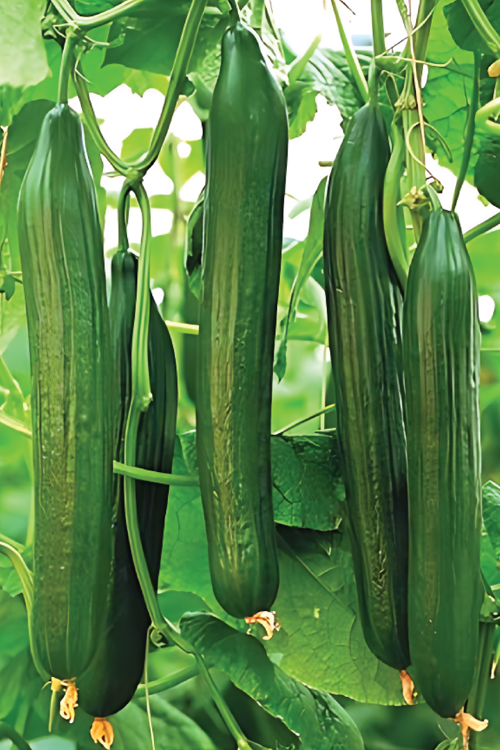 ORGANIC AONAGA JIBAI CUCUMBER SEEDLING <br>شتلات الخيار أوناغا جيباي العضوية
