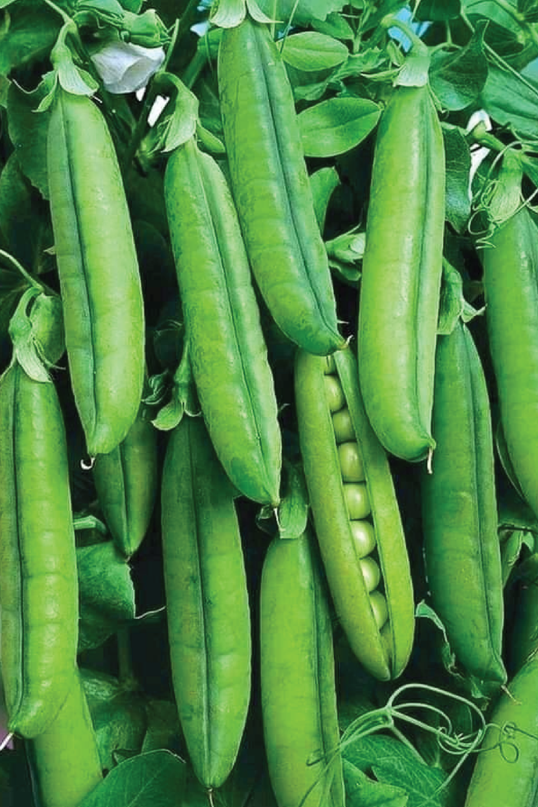 PEA SEEDS <br> بذور البازلاء