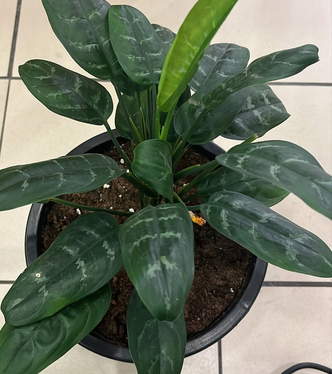AGLAONEMA COMMUTATUM PLANT - K1