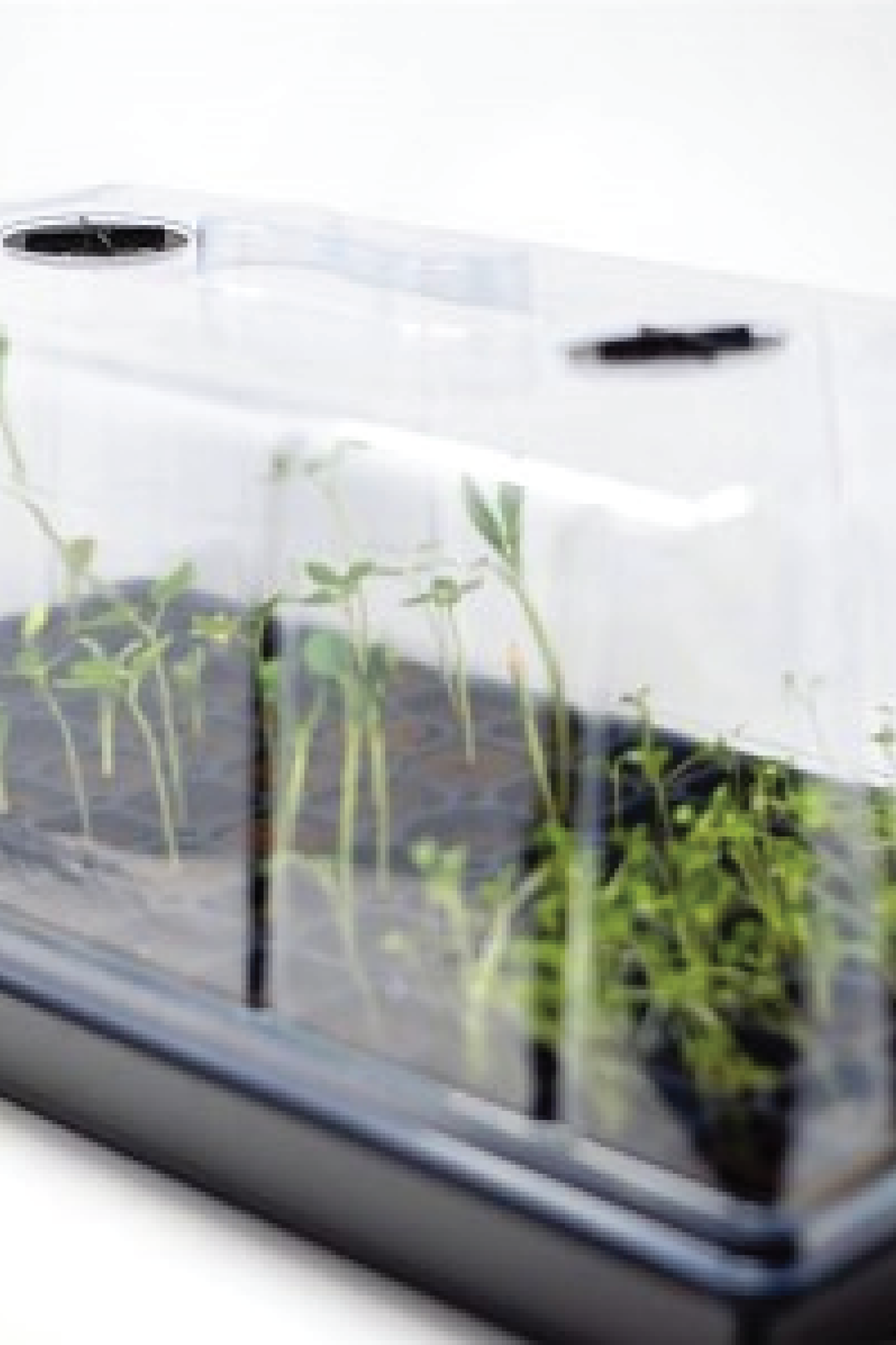 SEEDS STARTER TRAY 72 SLOTS