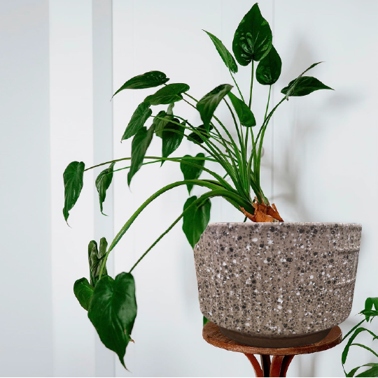 Decorative Flower Pot & Planter