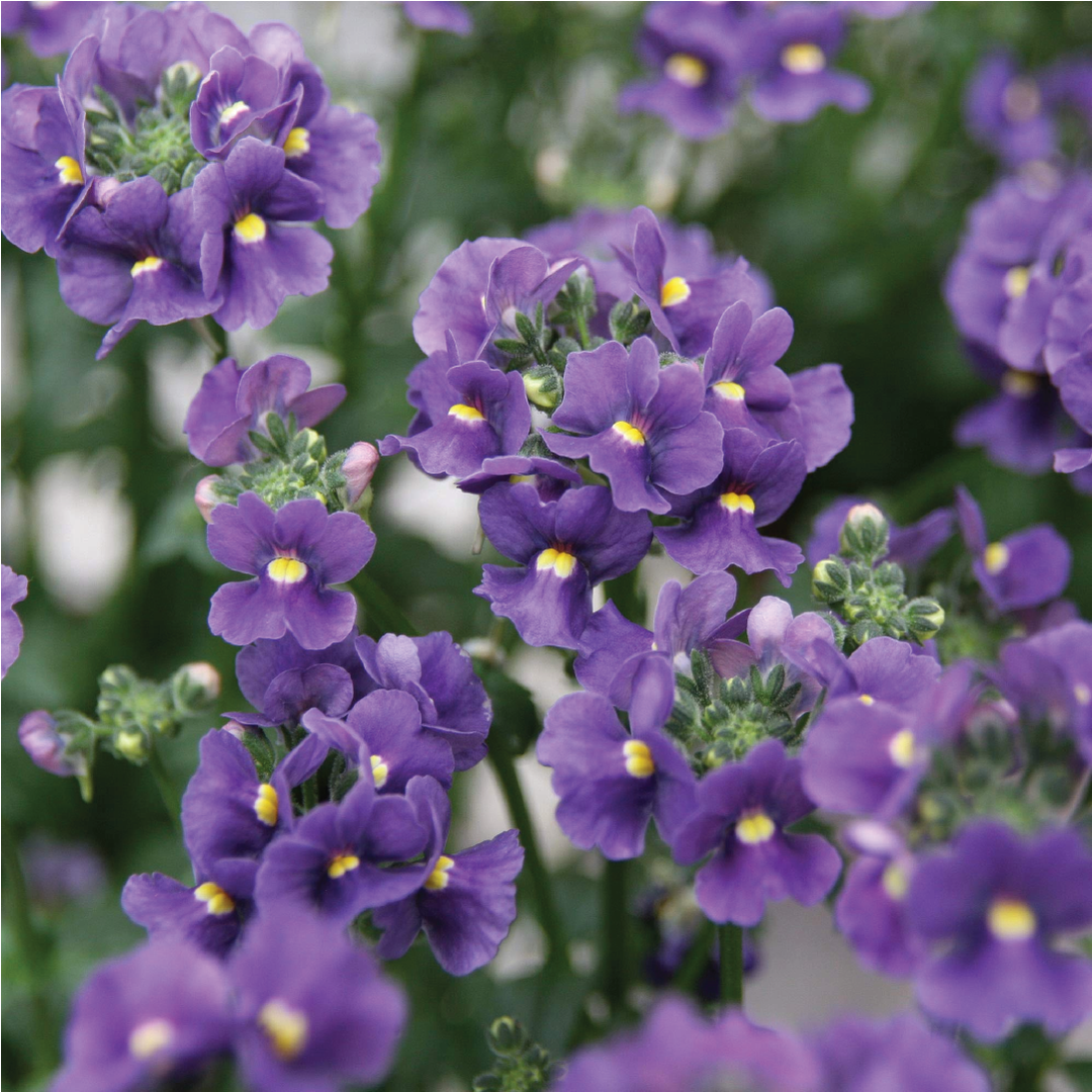 NEMESIA PURPLE FLOWER SEEDLING <br> شتلة زهرة نيميسيا الأرجوانية