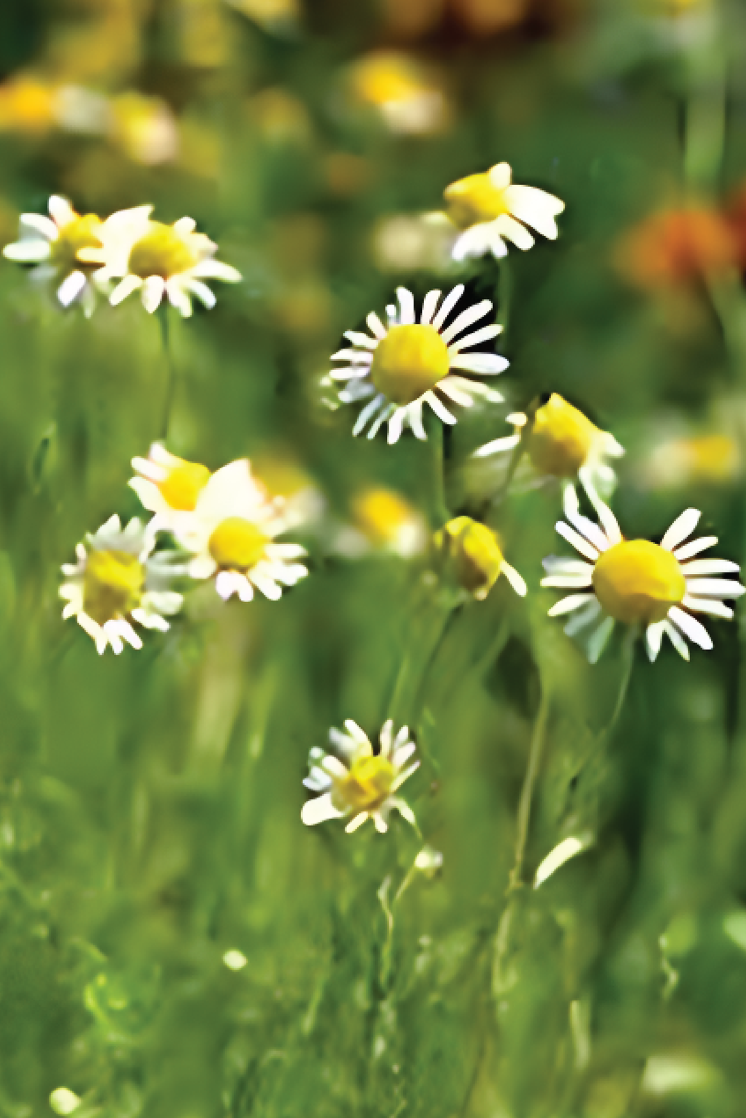 ORGANIC COMMON CHAMOMILE SEEDLING<br>شتلات البابونج الكومون العضوية