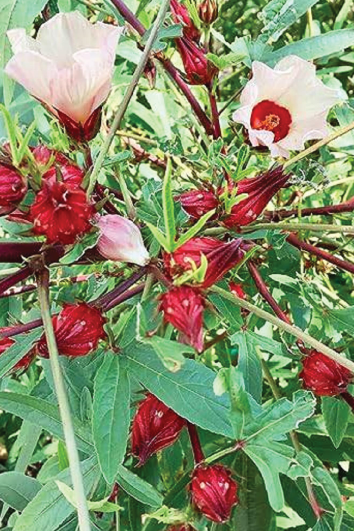 ORGANIC HIBISCUS SEEDLING <br> شتلات الكركديه العضوية