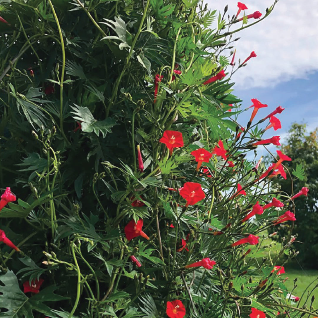CLIMBING CARDINAL SEEDS<br> بذور الكاردينال المتسلقة