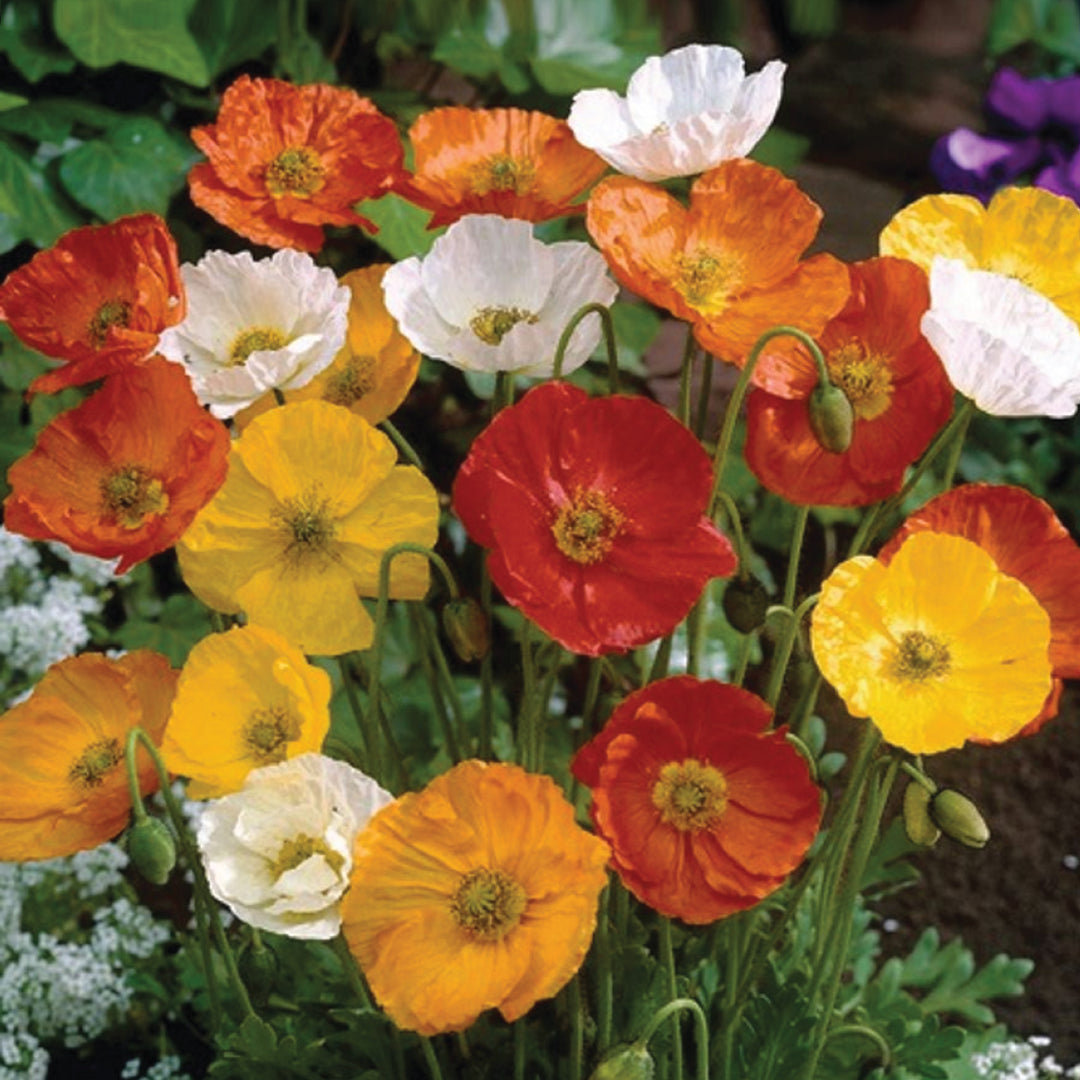 POPPY MIX SEEDS <br>بذور زهور شقائق النعمان