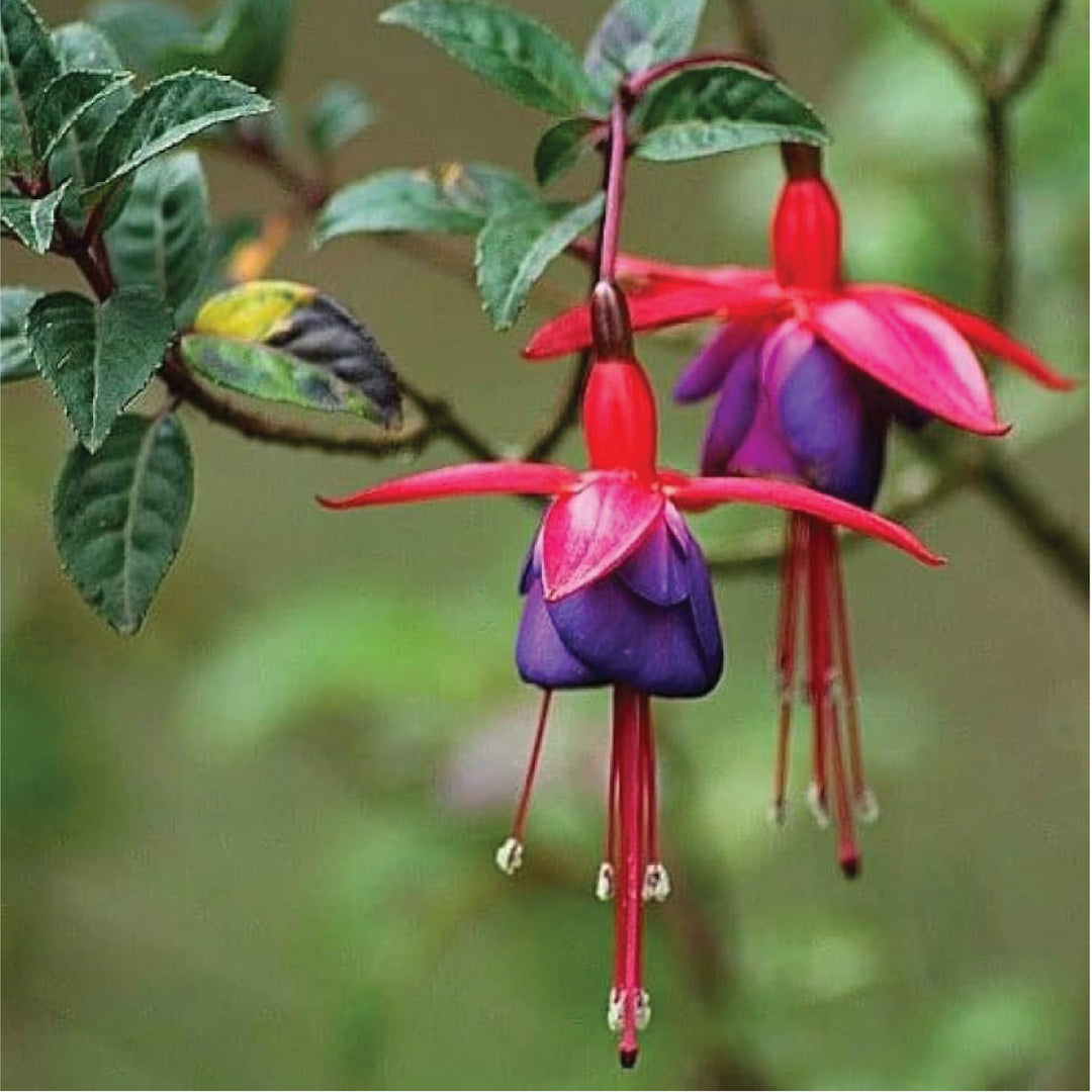 FUCHSIA SEEDS <br> بذور زهور الفوشيا