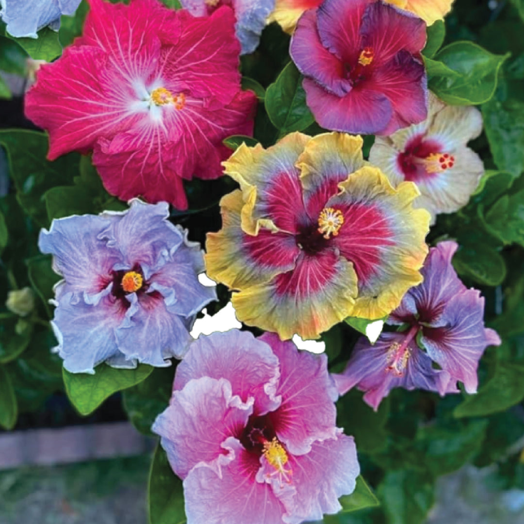 HIBISCUS SEEDS <br>بذور زهور الهيبسكس