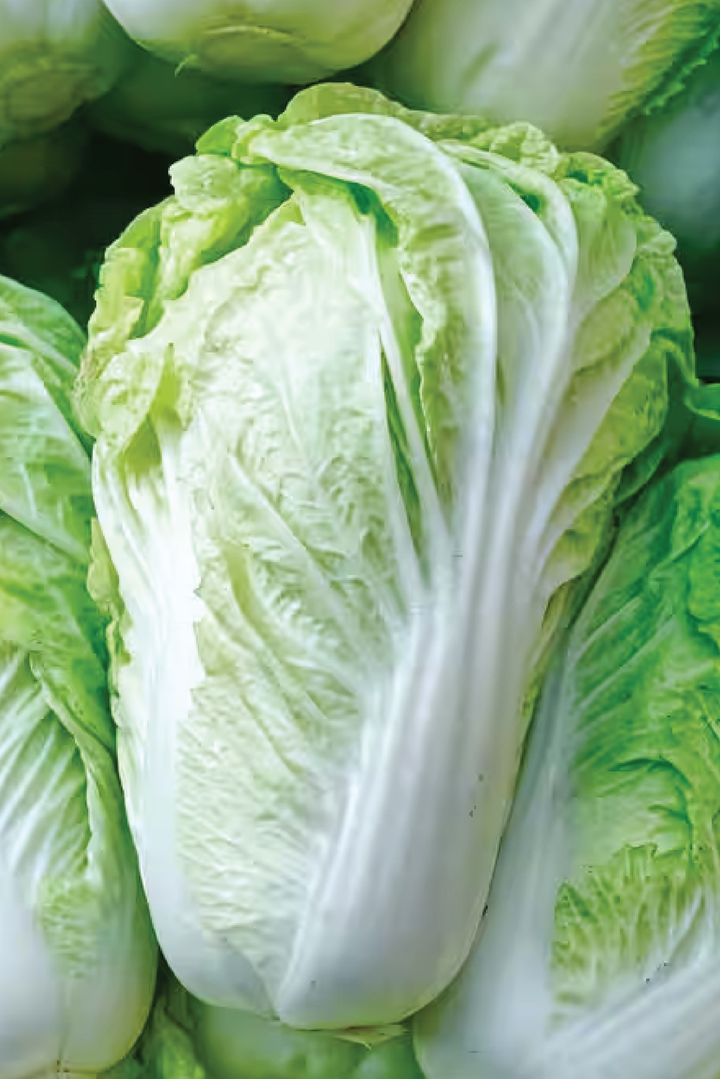 ORGANIC NAPA CABBAGE SEEDLING <br> شتلات الملفوف نابا العضوية