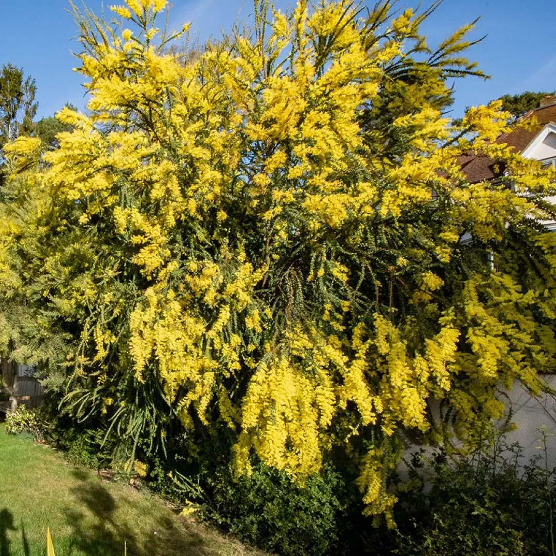 ACACIA TREE SEEDS<br> بذور شجرة الأكاسيا