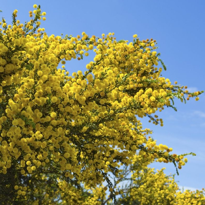 ACACIA TREE SEEDS<br> بذور شجرة الأكاسيا