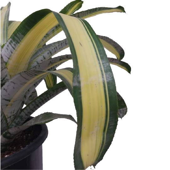 Bromeliad Live Plant - Fresh Plant for Indoor Outdoor