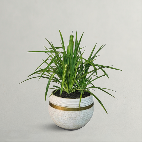 Pandanus Baptistii With Clay Pot