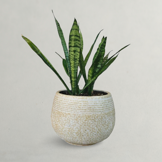 Sansevieria Snake Plant
